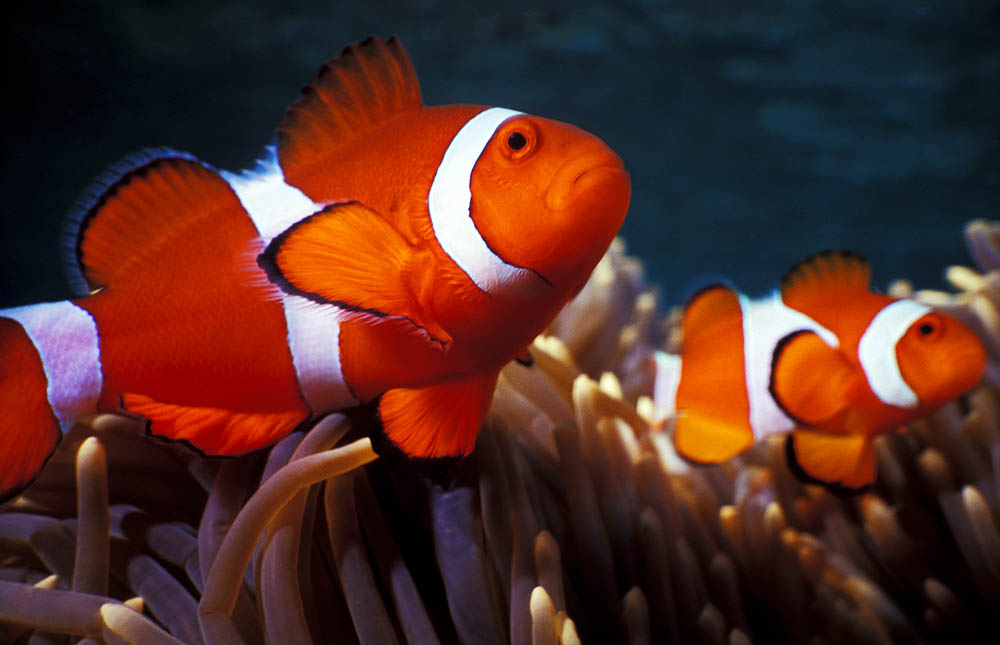 Vida marina: Descubriendo los animales acuáticos